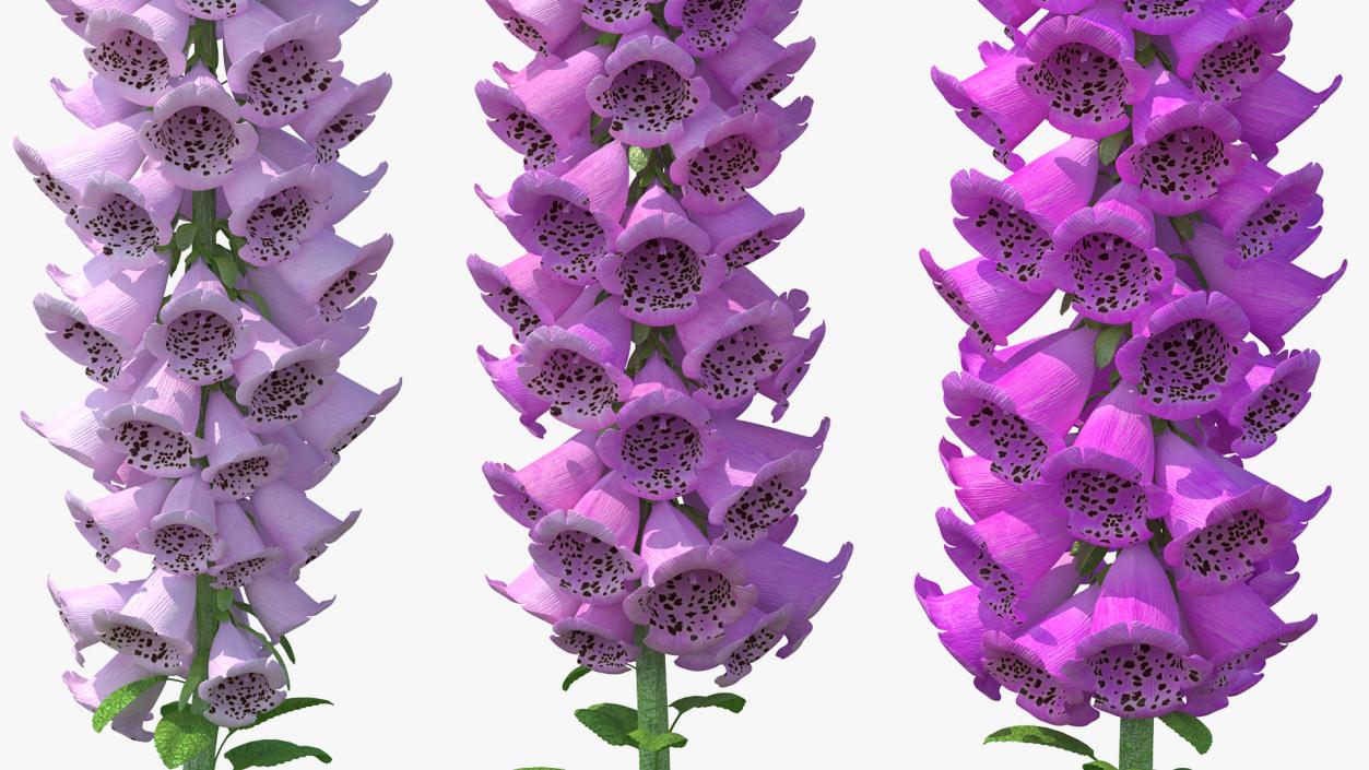 3D model Mixed Pink Foxglove Plants Set