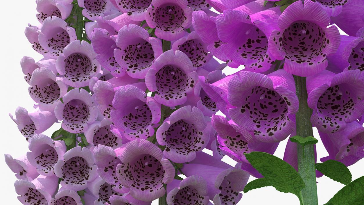 3D model Mixed Pink Foxglove Plants Set