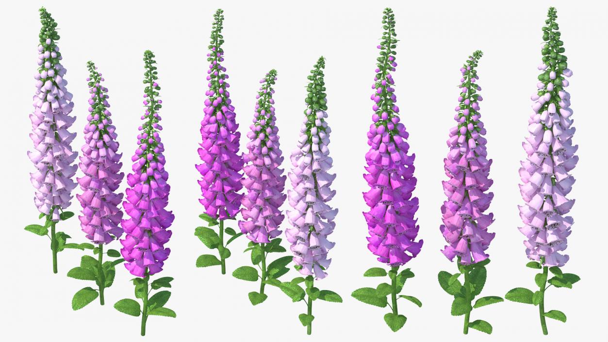 3D model Mixed Pink Foxglove Plants Set