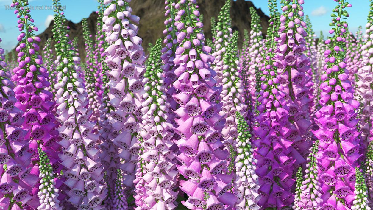 3D model Mixed Pink Foxglove Plants Set