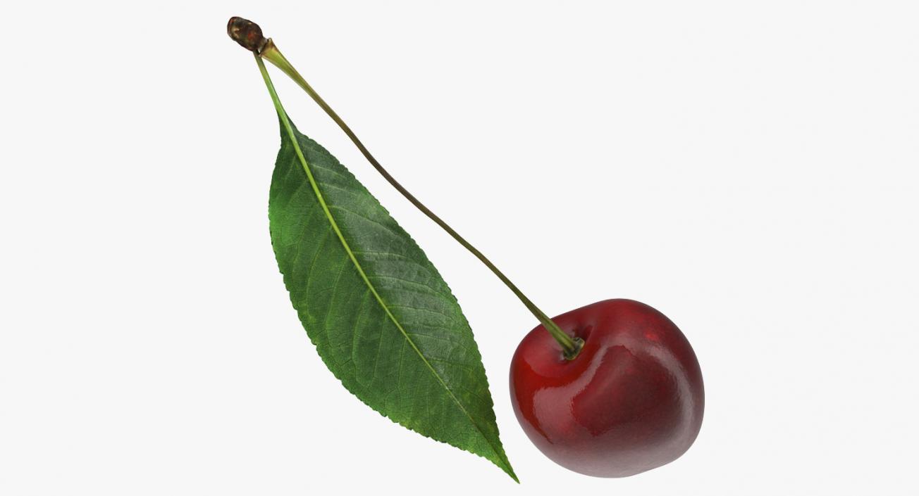 3D Cherry with Leaf