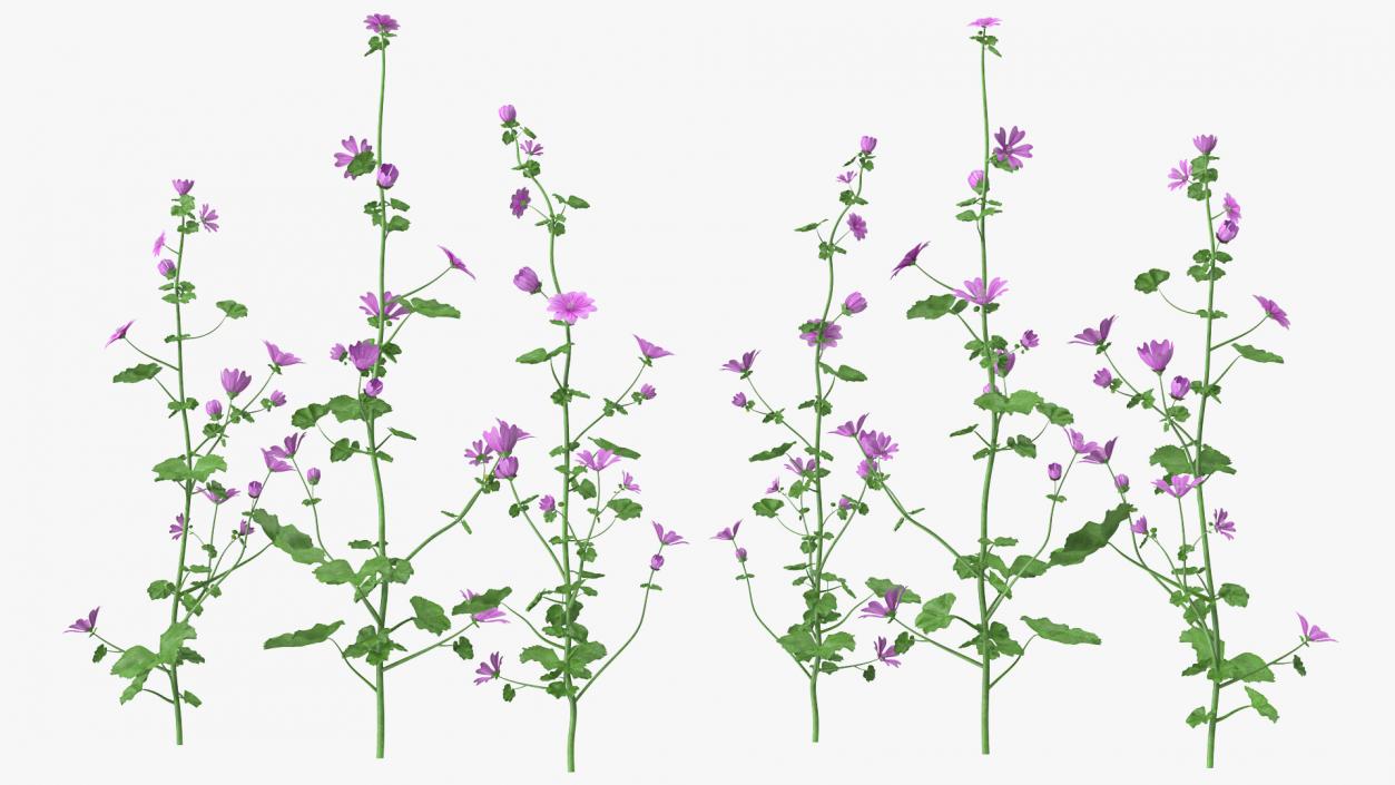 Common Mallow Plants Set 3D model