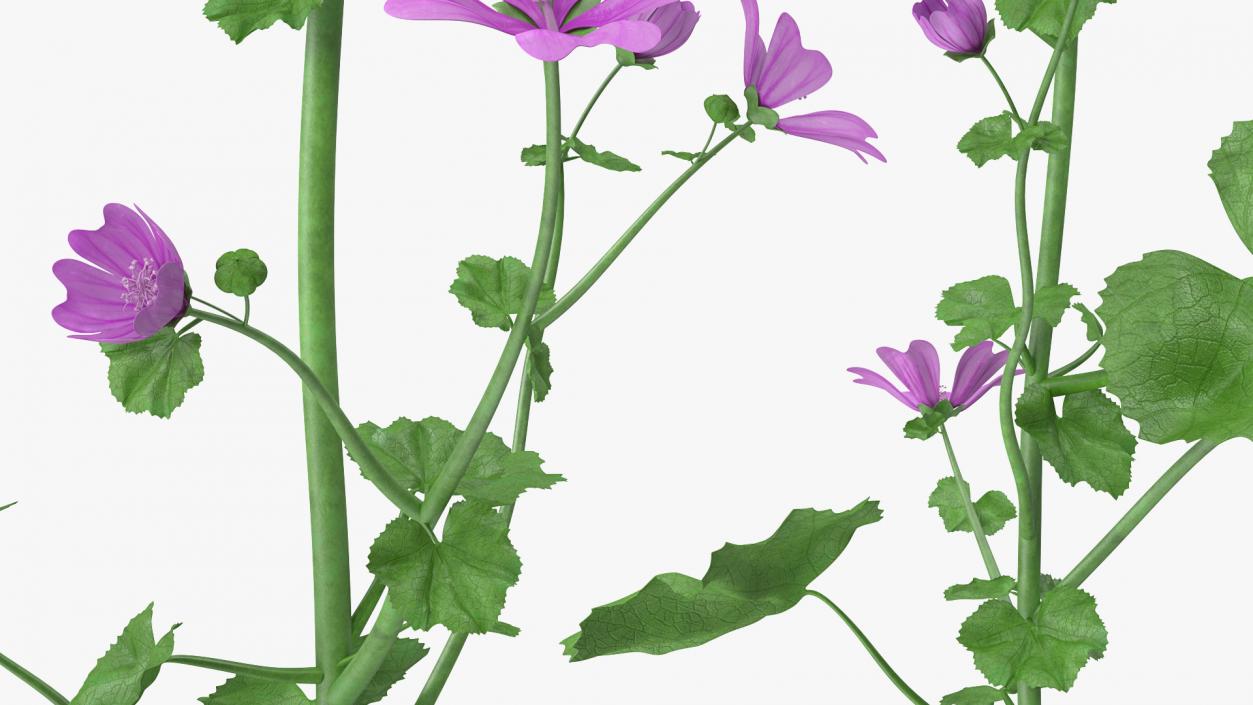 Common Mallow Plants Set 3D model