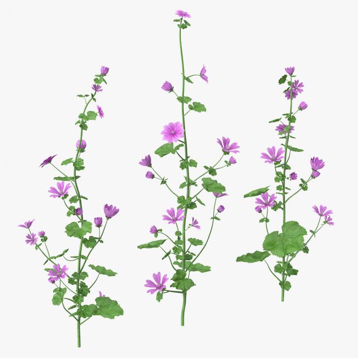 Common Mallow Plants Set 3D model