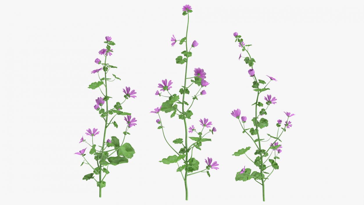 Common Mallow Plants Set 3D model