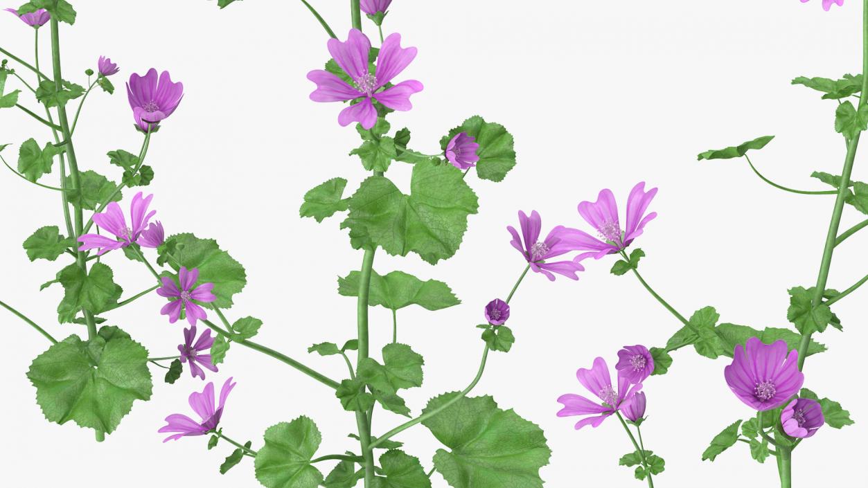 Common Mallow Plants Set 3D model