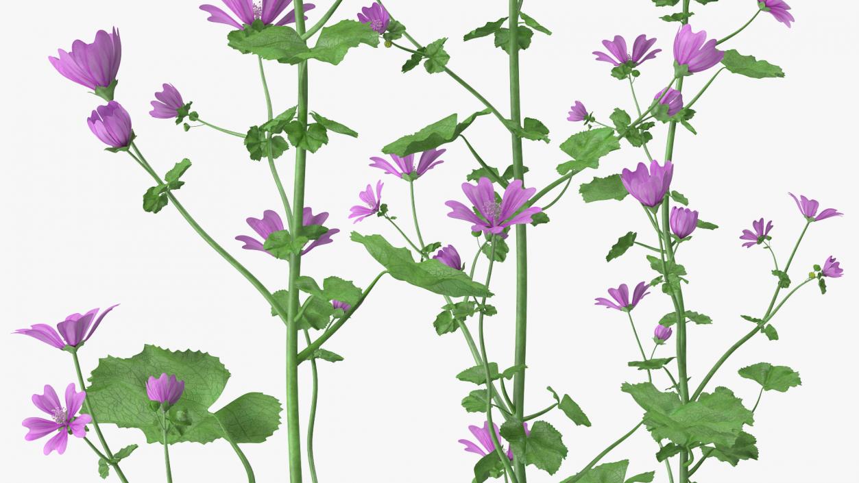 Common Mallow Plants Set 3D model