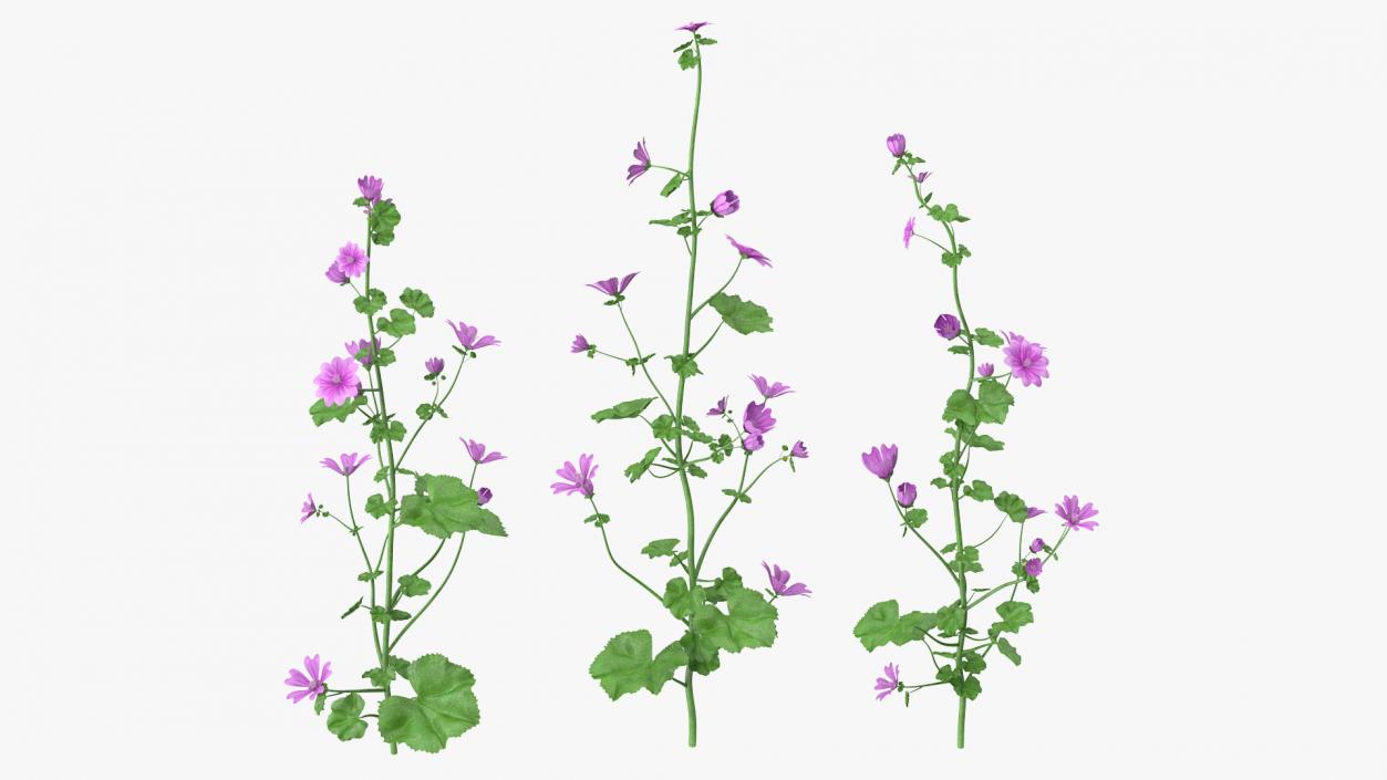 Common Mallow Plants Set 3D model