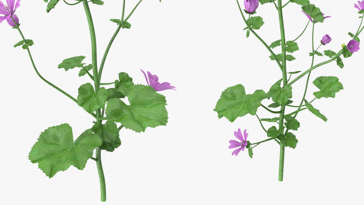 Common Mallow Plants Set 3D model