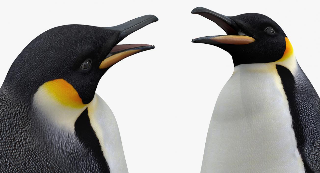 3D model Emperor Penguin and Baby Collection