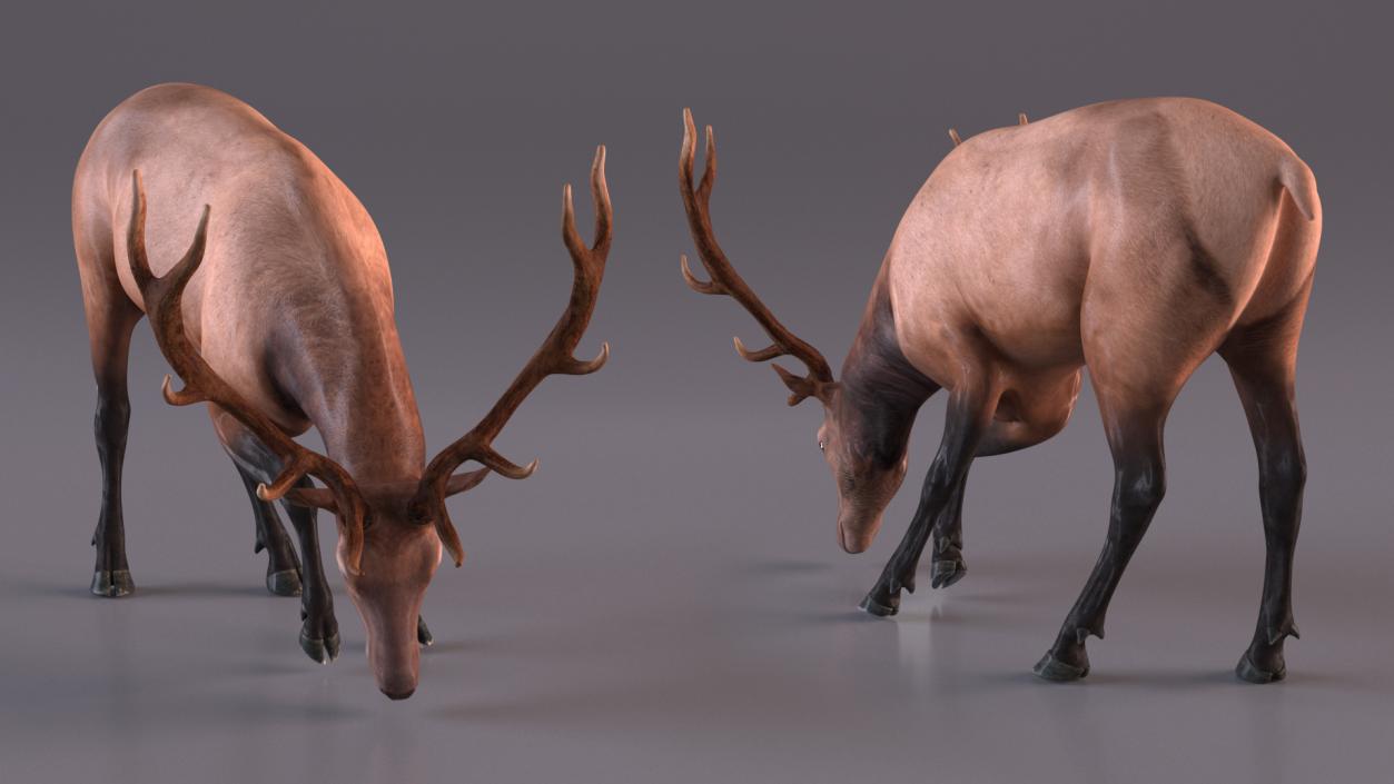 3D model Realistic Elk Rigged