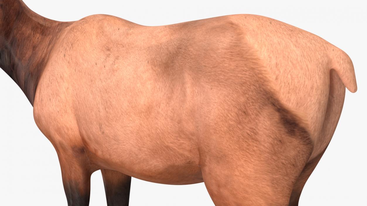 3D model Realistic Elk Rigged