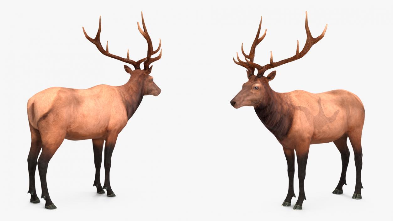 3D model Realistic Elk Rigged