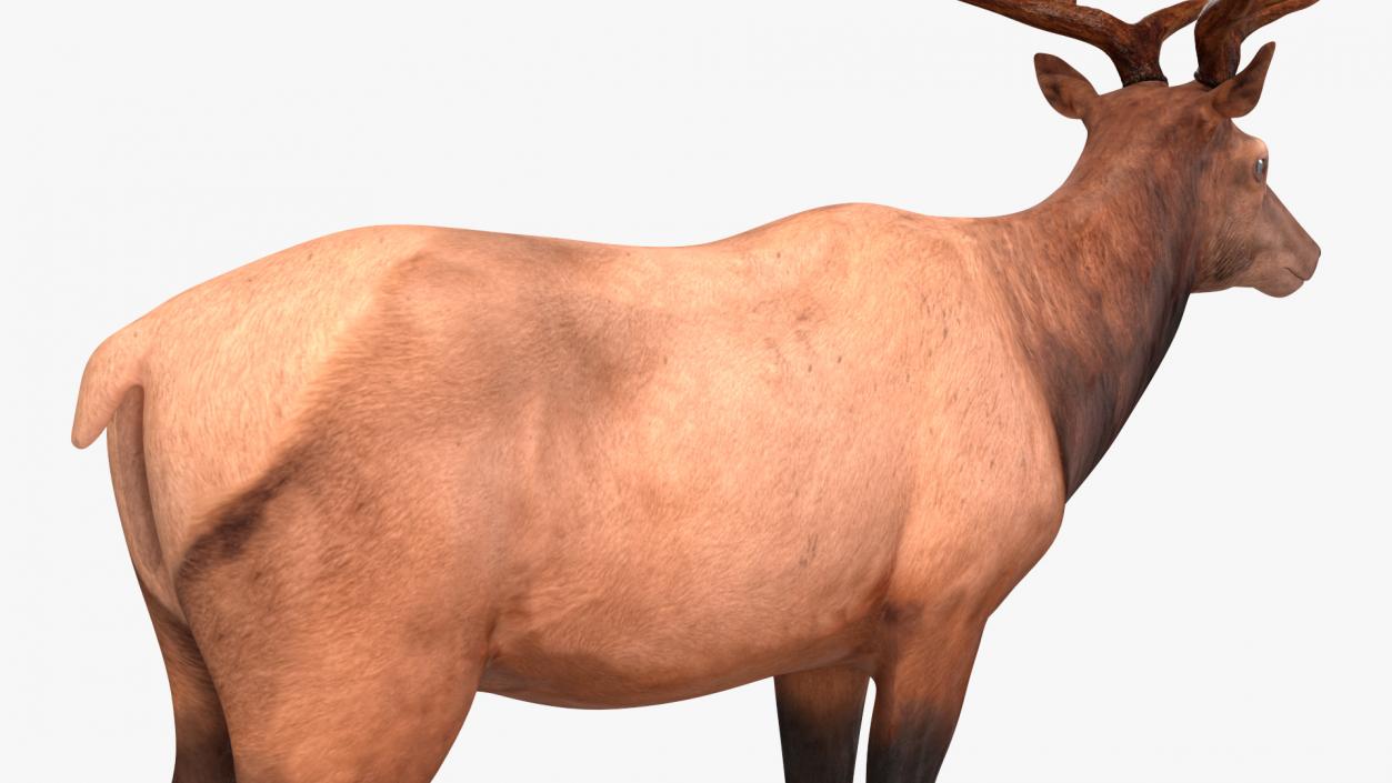 3D model Realistic Elk Rigged