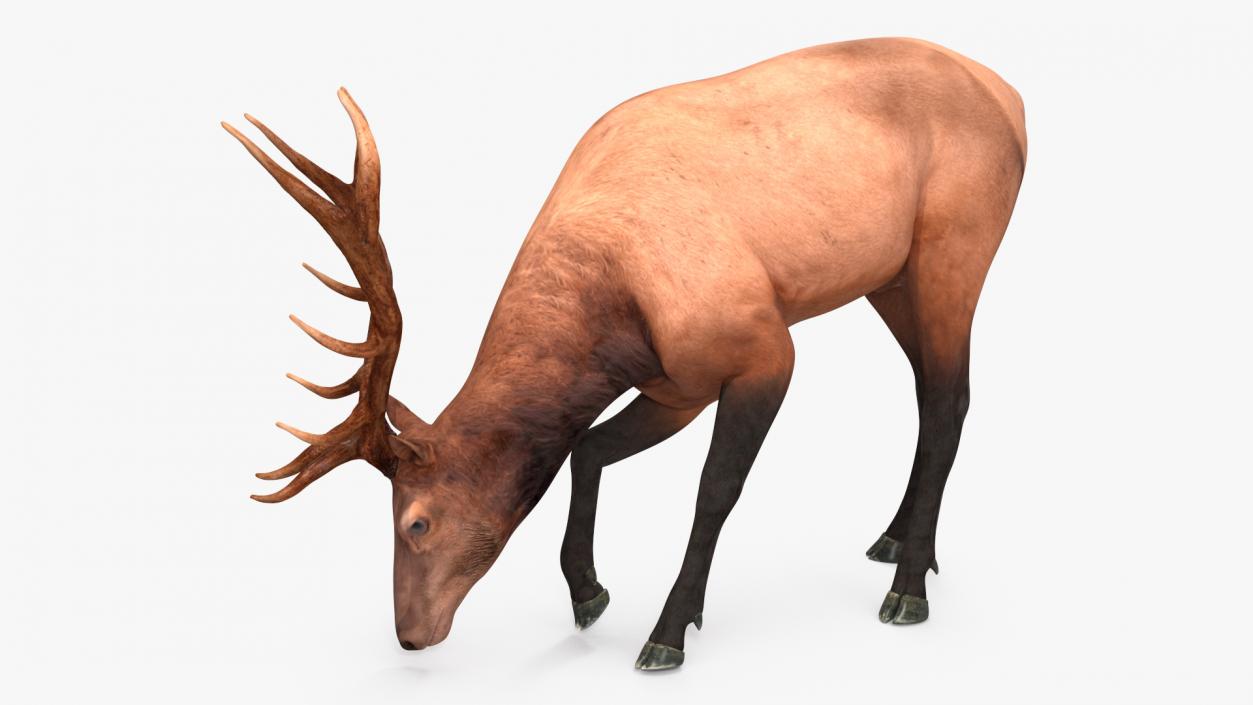 3D model Realistic Elk Rigged