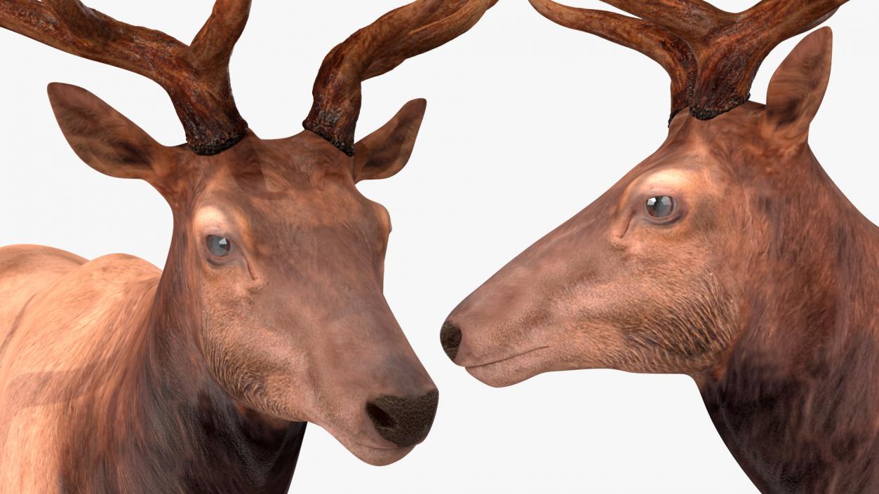 3D model Realistic Elk Rigged