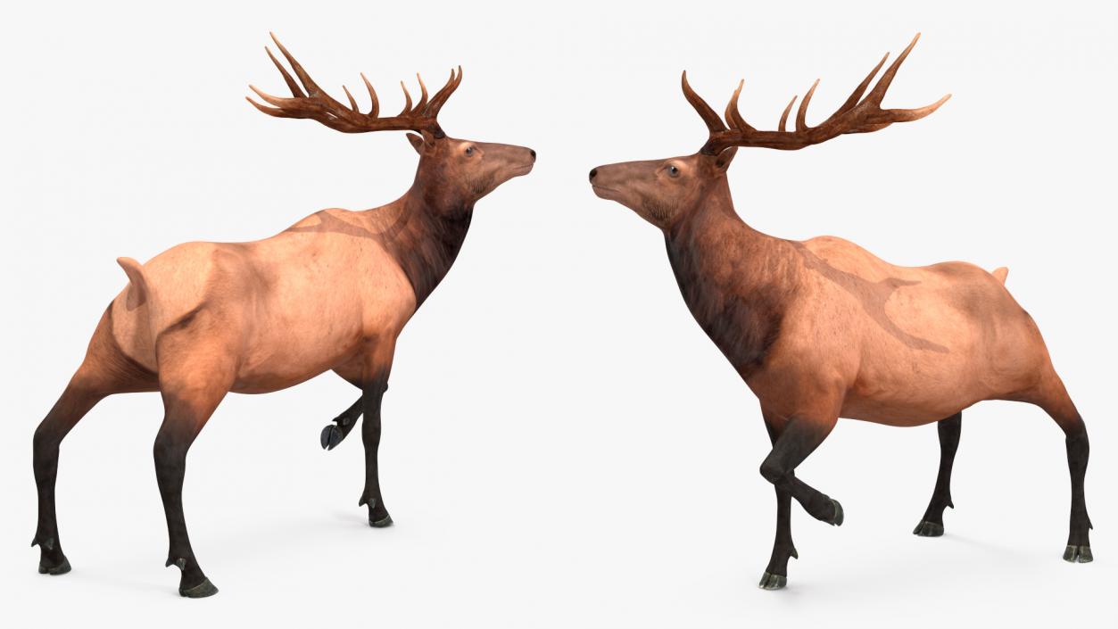 3D model Realistic Elk Rigged