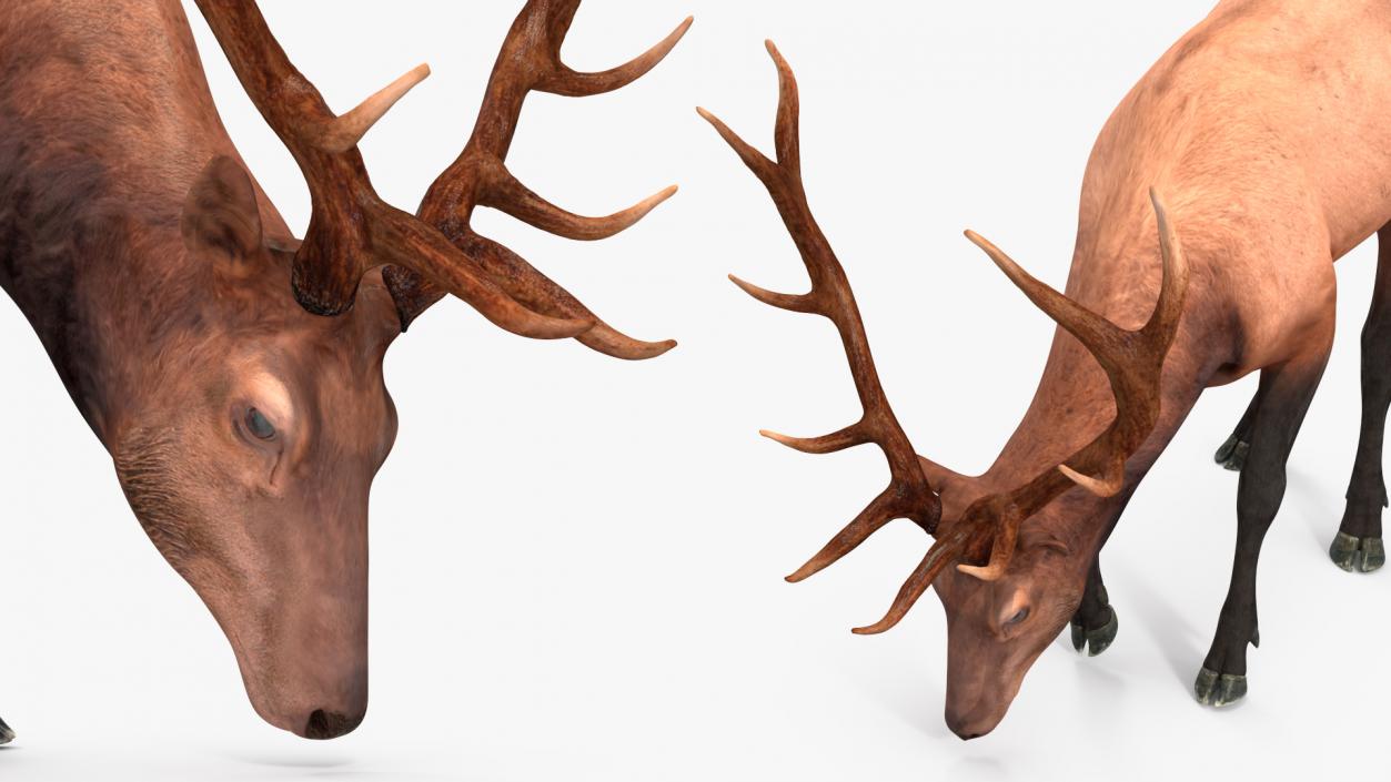 3D model Realistic Elk Rigged