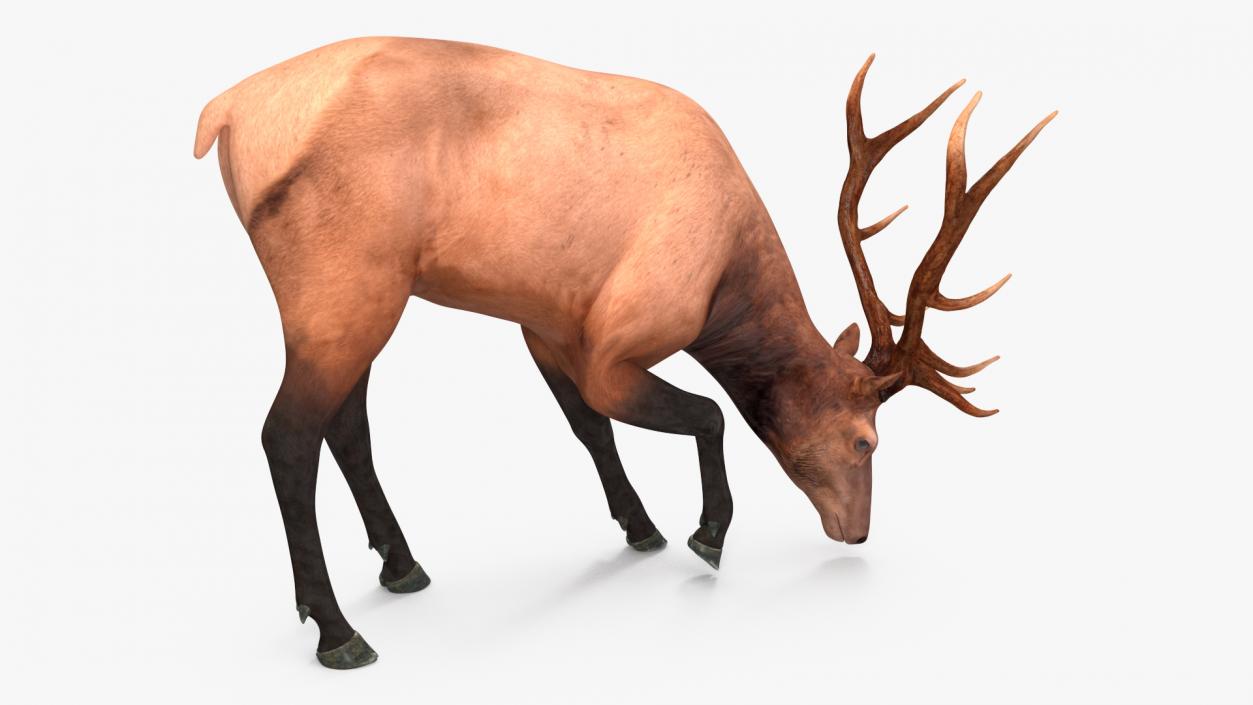 3D model Realistic Elk Rigged