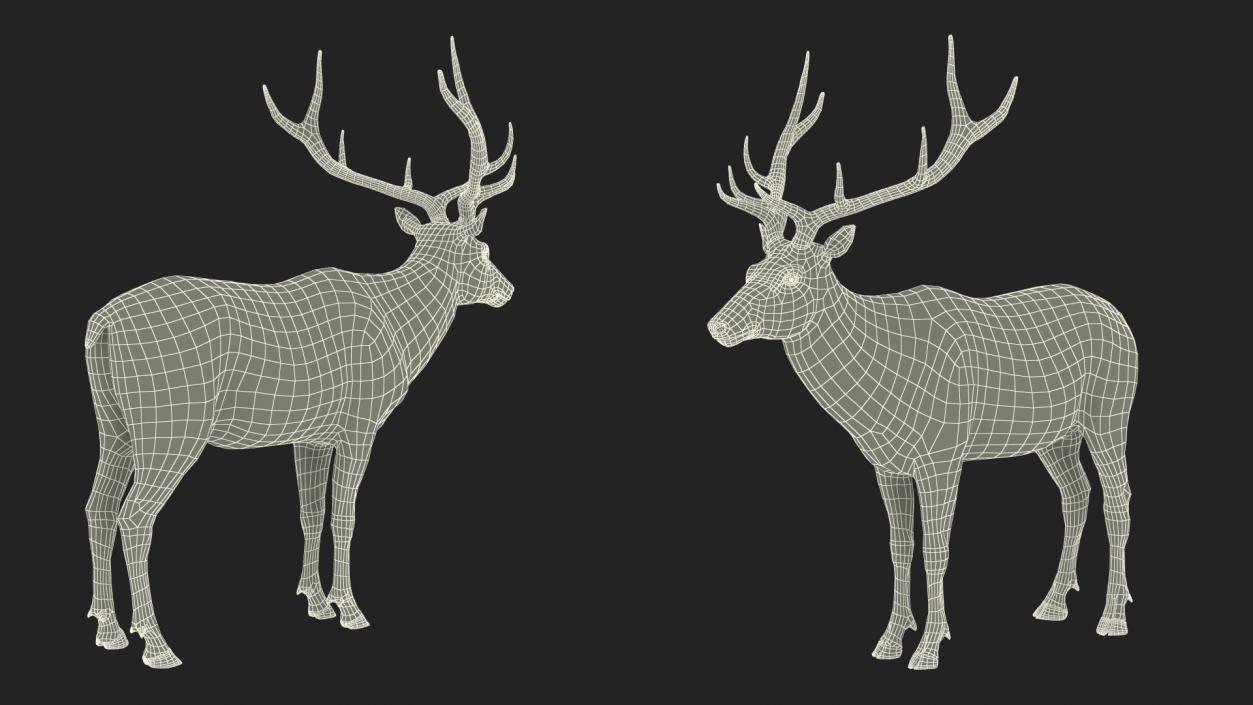 3D model Realistic Elk Rigged