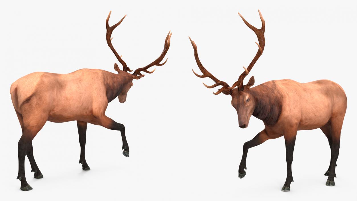 3D model Realistic Elk Rigged