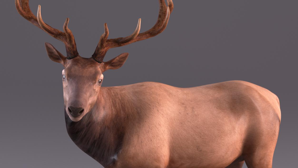 3D model Realistic Elk Rigged