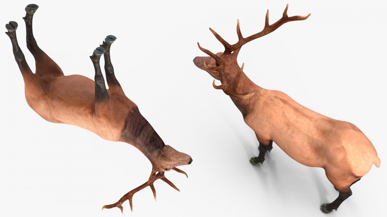 3D model Realistic Elk Rigged