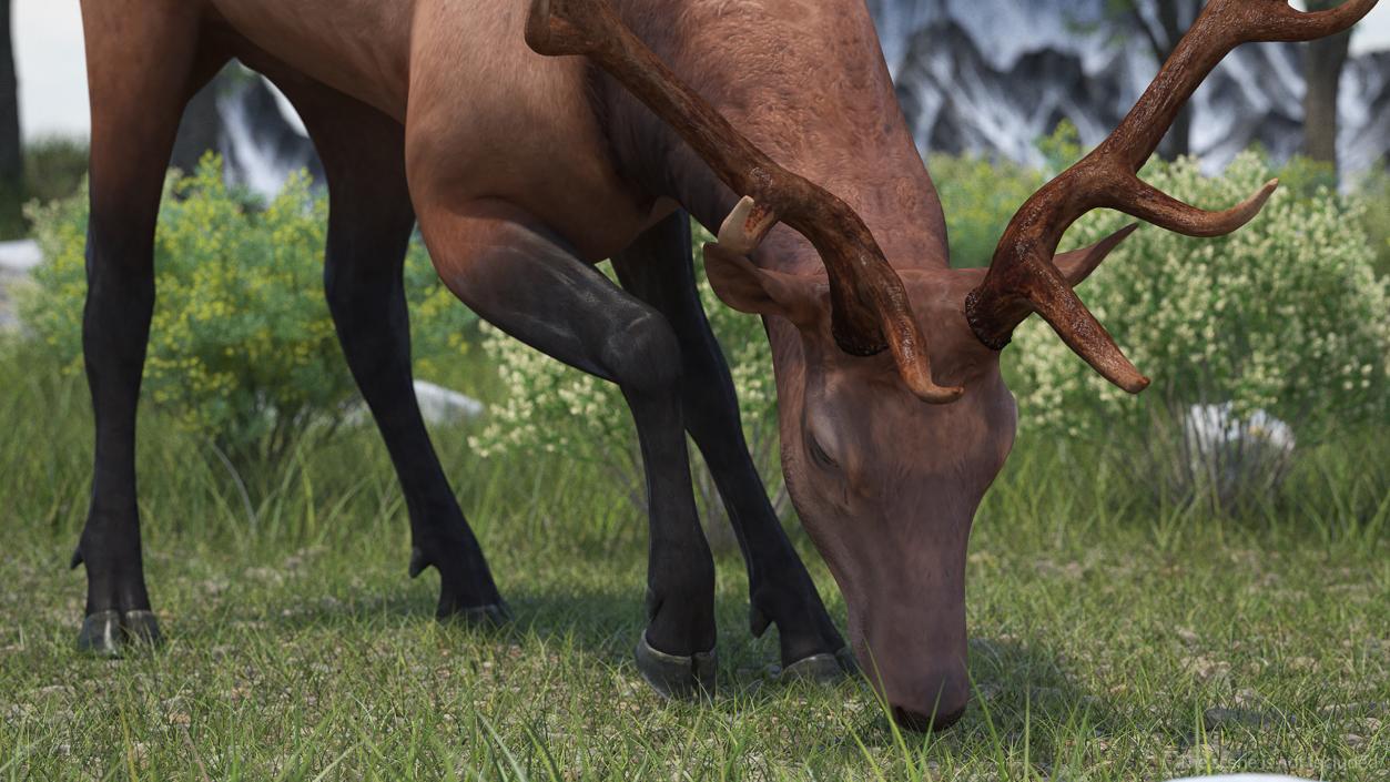 3D model Realistic Elk Rigged