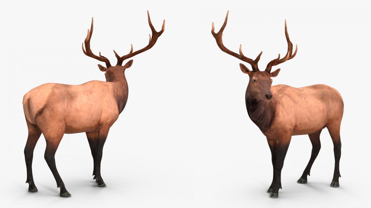 3D model Realistic Elk Rigged