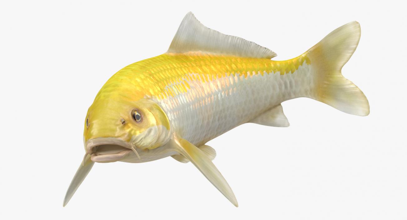 Yellow Koi Ogon Fish Rigged 3D