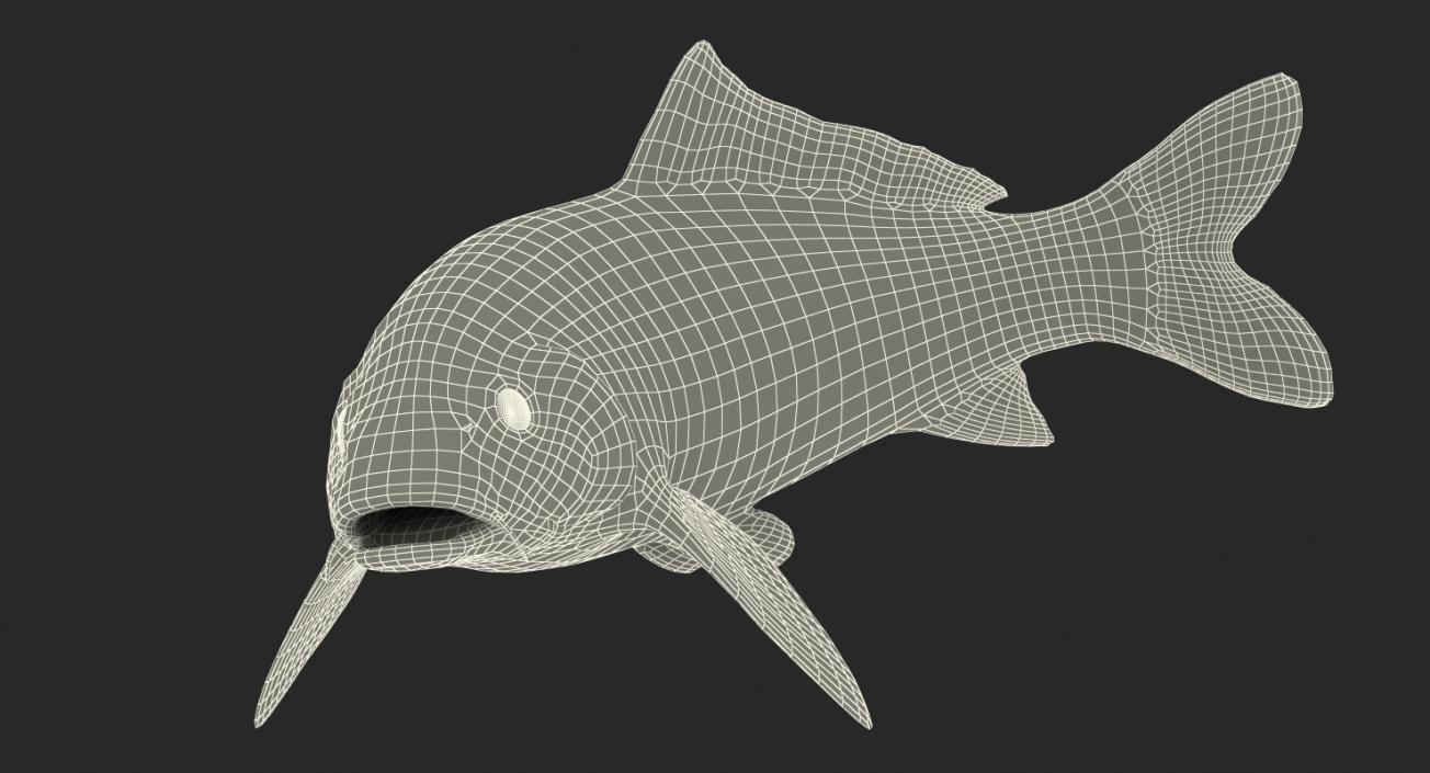 Yellow Koi Ogon Fish Rigged 3D