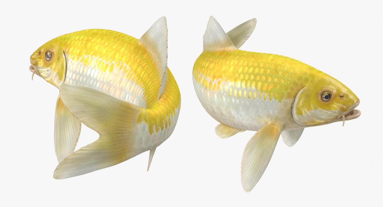 Yellow Koi Ogon Fish Rigged 3D