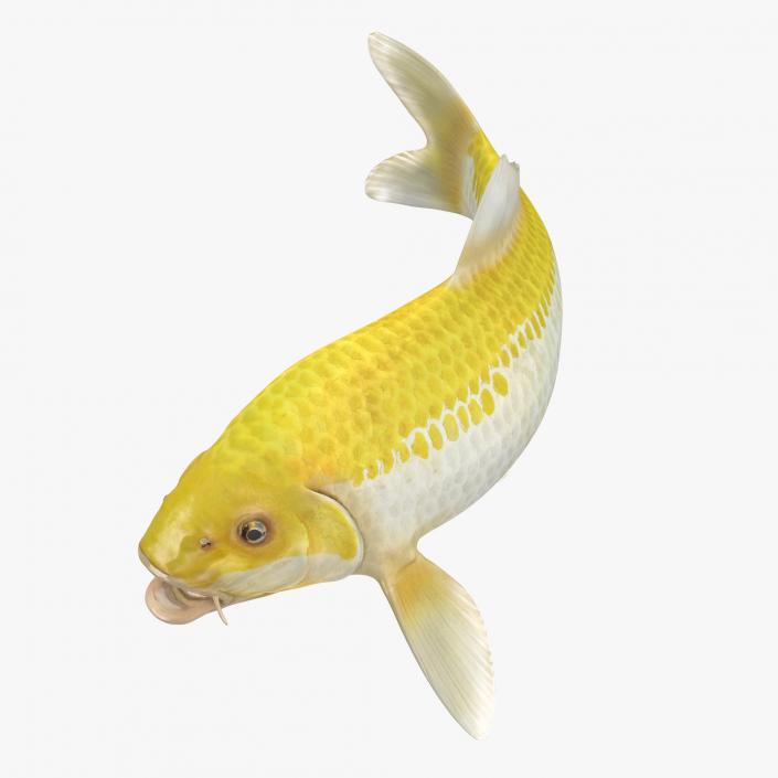 Yellow Koi Ogon Fish Rigged 3D