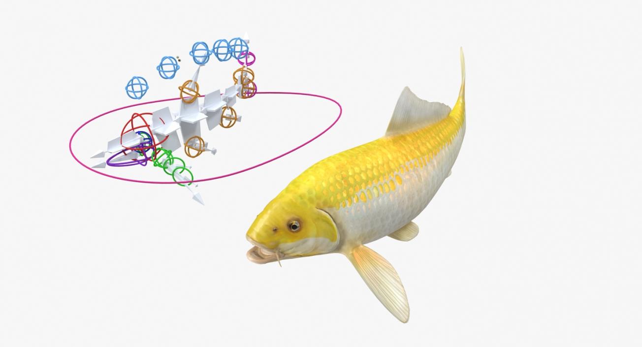 Yellow Koi Ogon Fish Rigged 3D