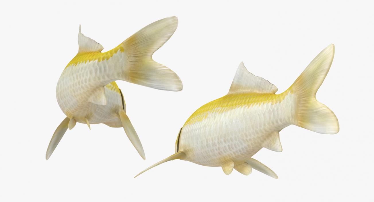 Yellow Koi Ogon Fish Rigged 3D