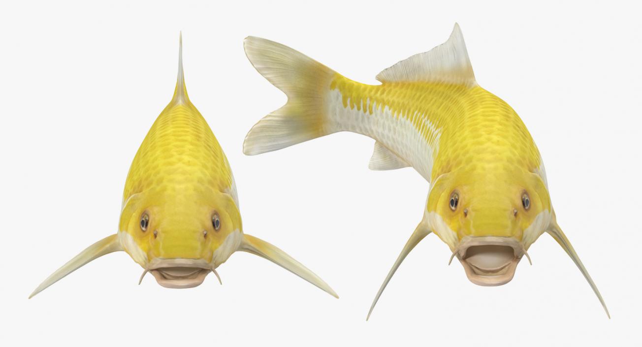 Yellow Koi Ogon Fish Rigged 3D