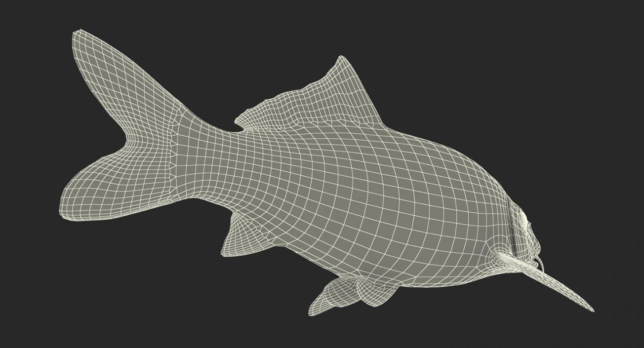 Yellow Koi Ogon Fish Rigged 3D