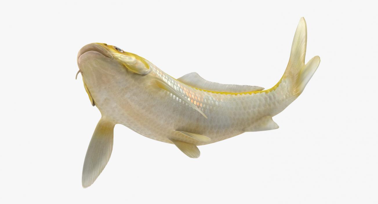 Yellow Koi Ogon Fish Rigged 3D