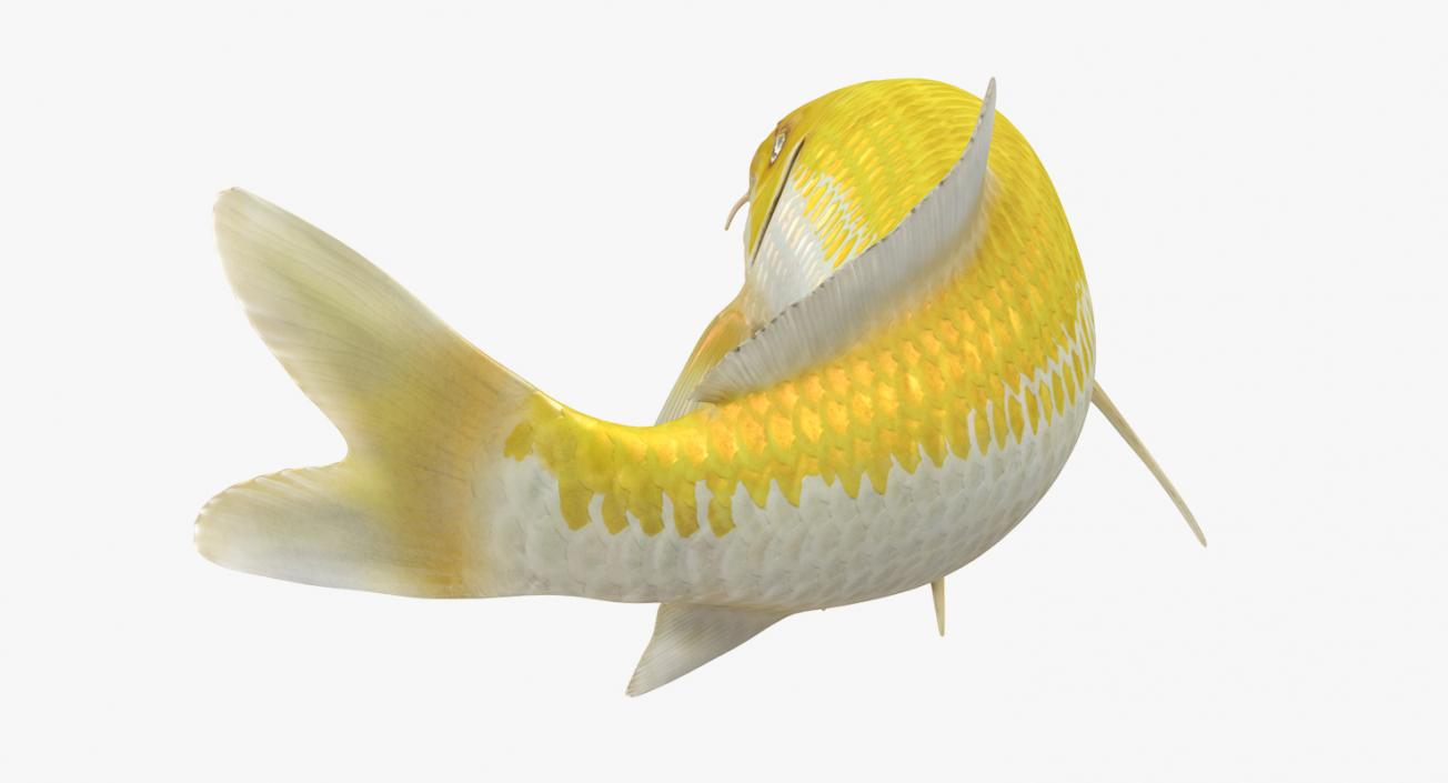 Yellow Koi Ogon Fish Rigged 3D