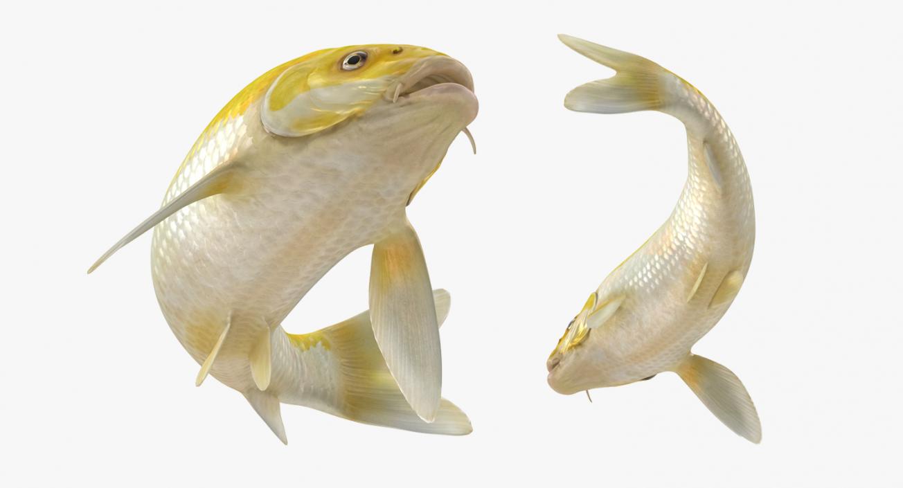 Yellow Koi Ogon Fish Rigged 3D