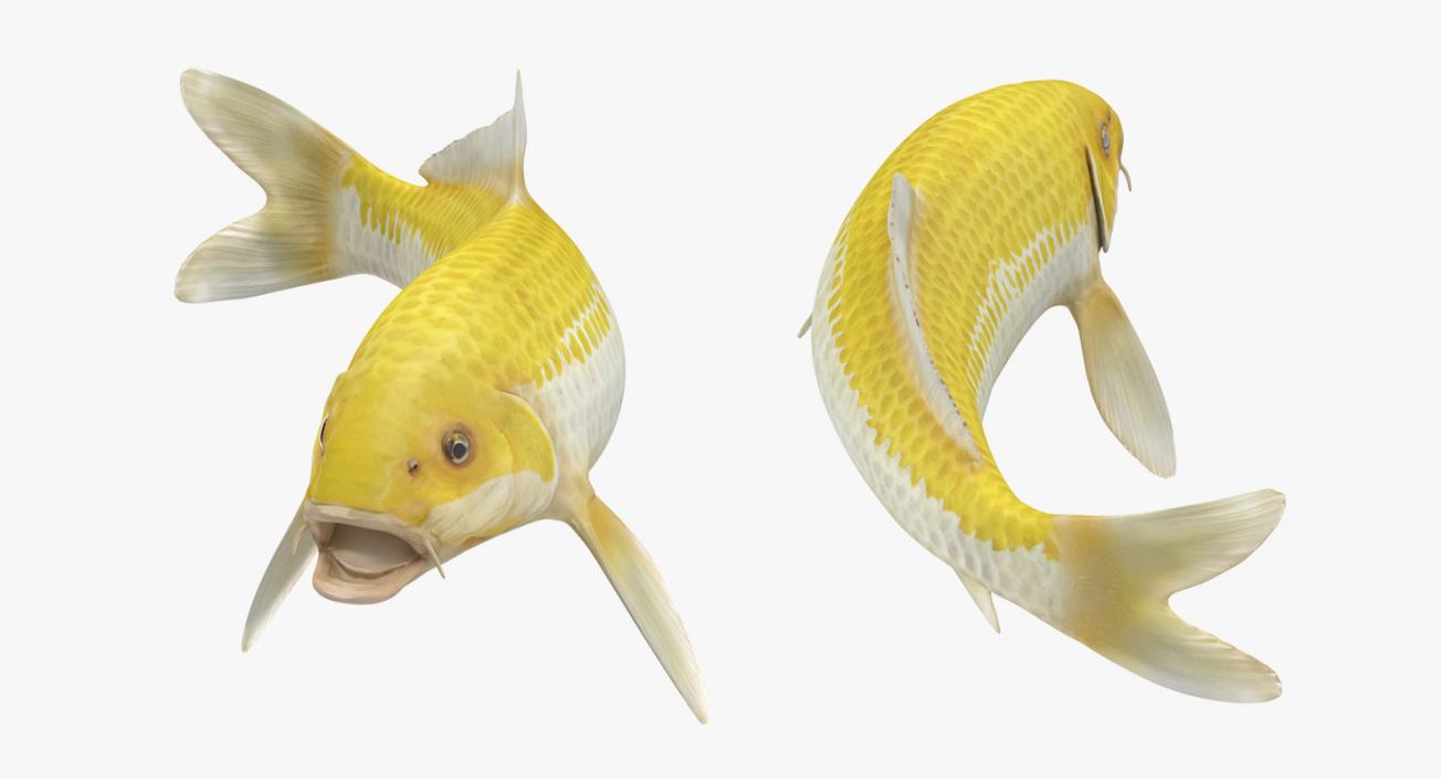 Yellow Koi Ogon Fish Rigged 3D