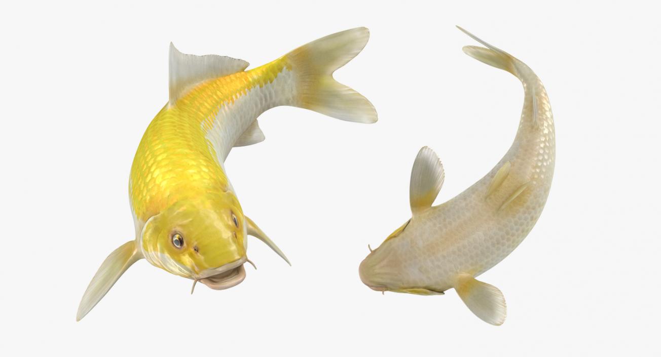 Yellow Koi Ogon Fish Rigged 3D