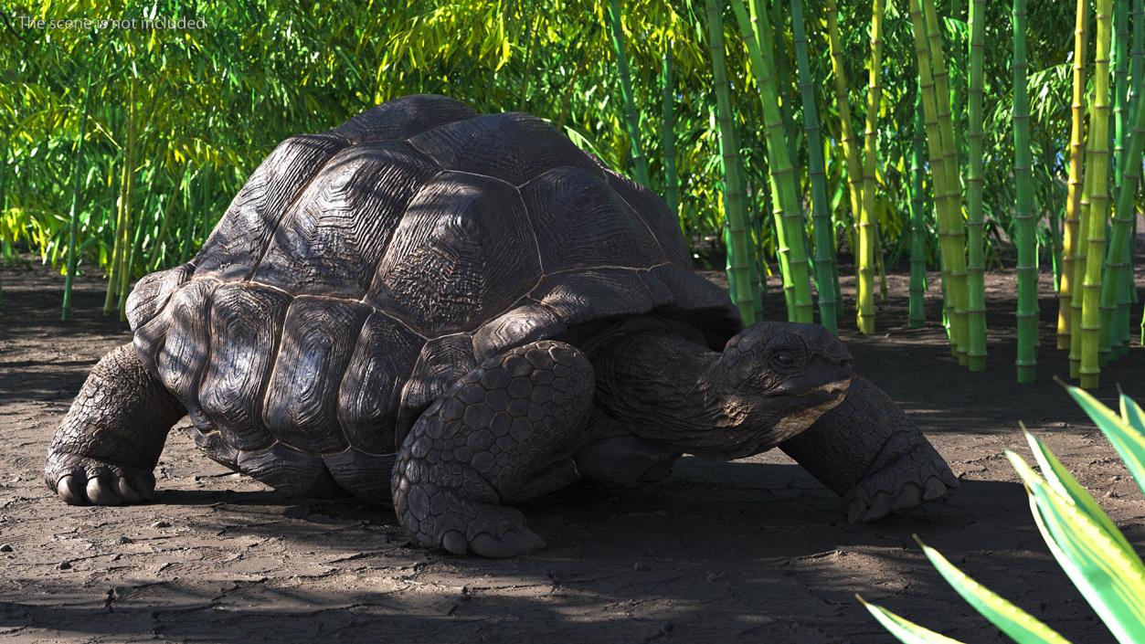 3D Giant Turtle Lying Down Pose model