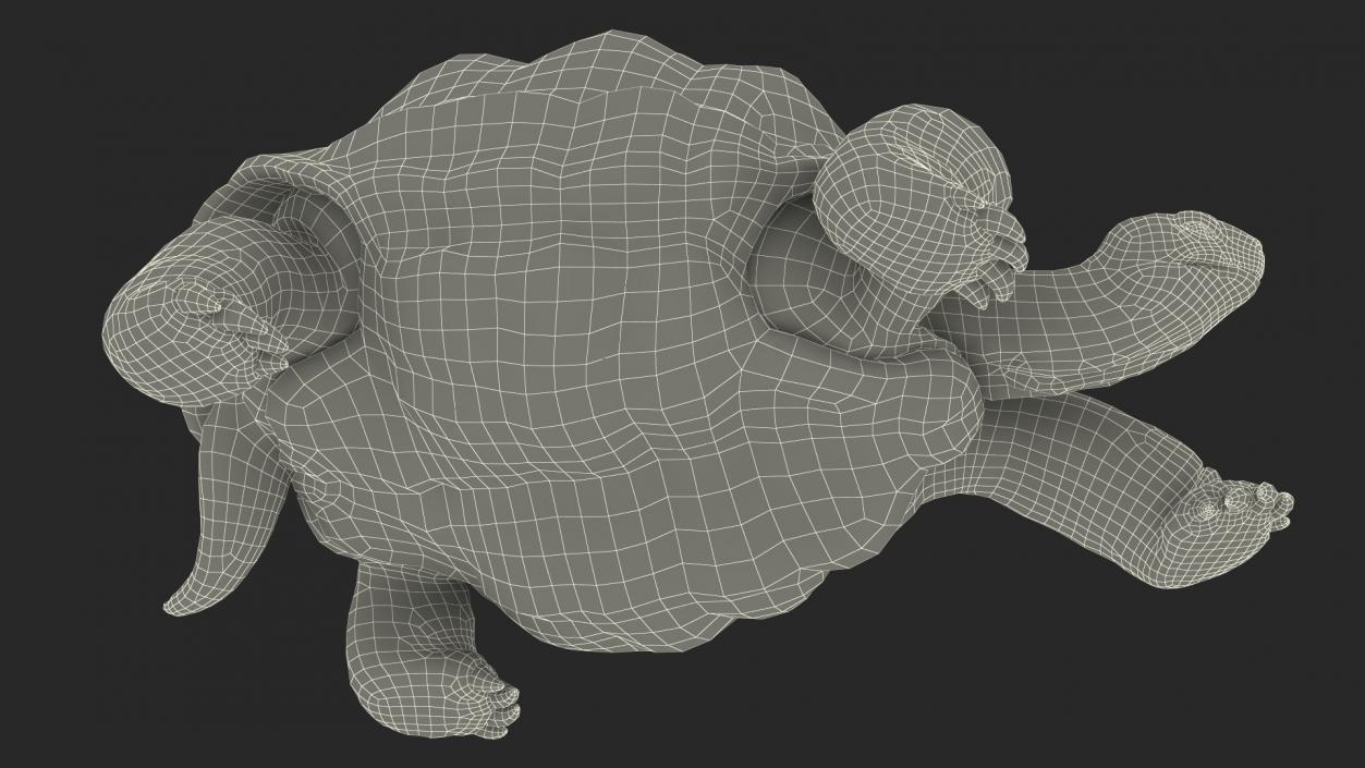 3D Giant Turtle Lying Down Pose model