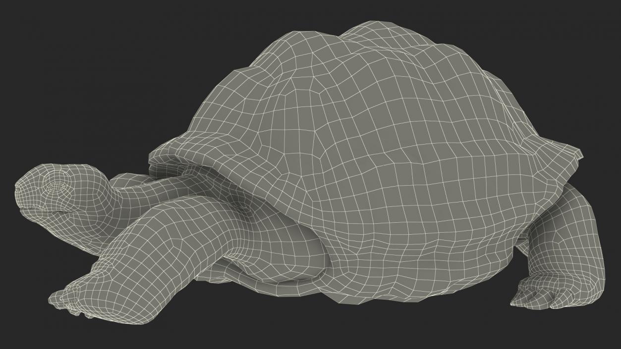 3D Giant Turtle Lying Down Pose model