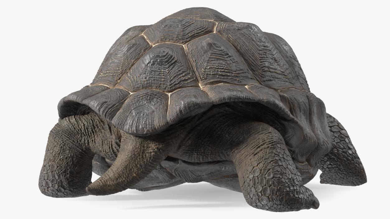 3D Giant Turtle Lying Down Pose model