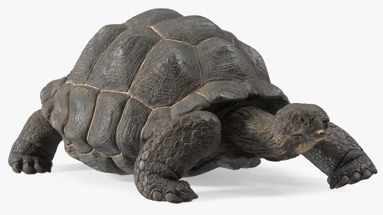 3D Giant Turtle Lying Down Pose model