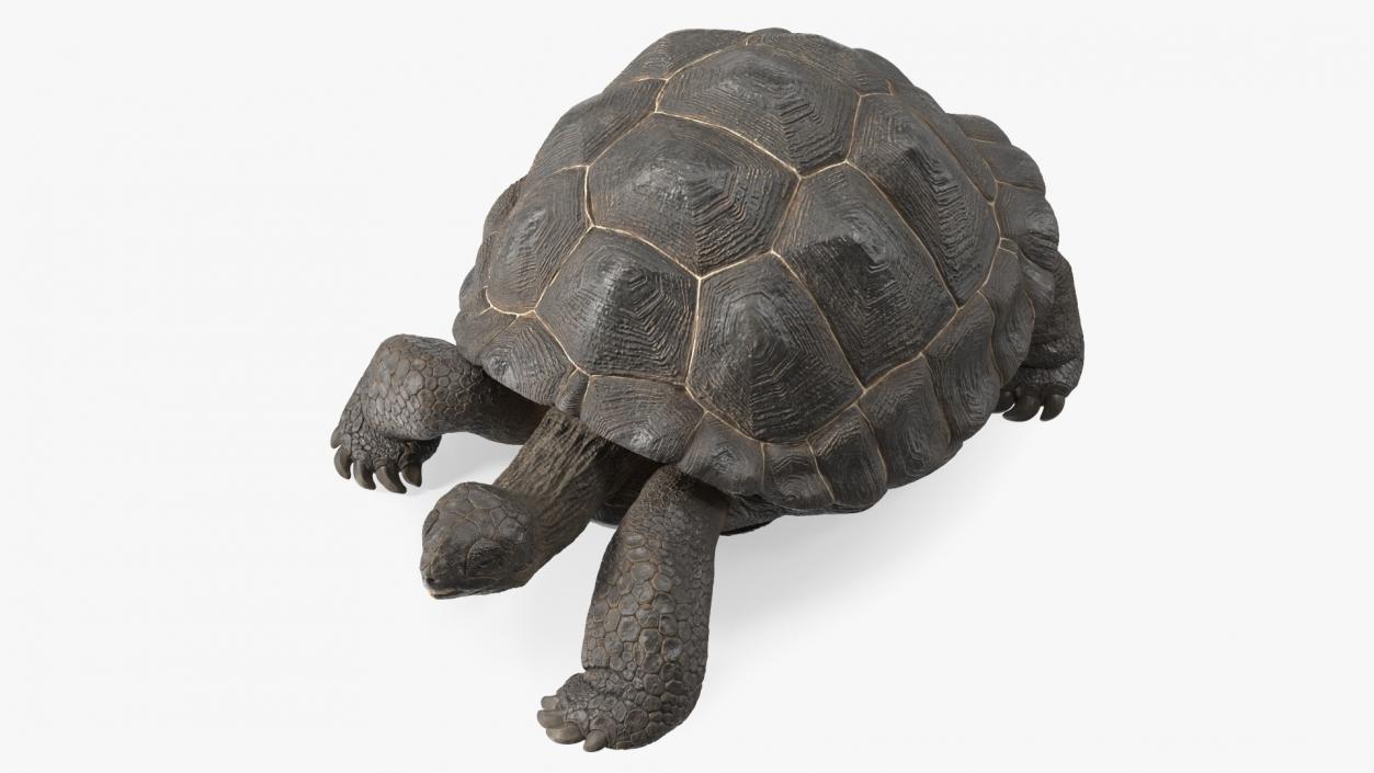 3D Giant Turtle Lying Down Pose model