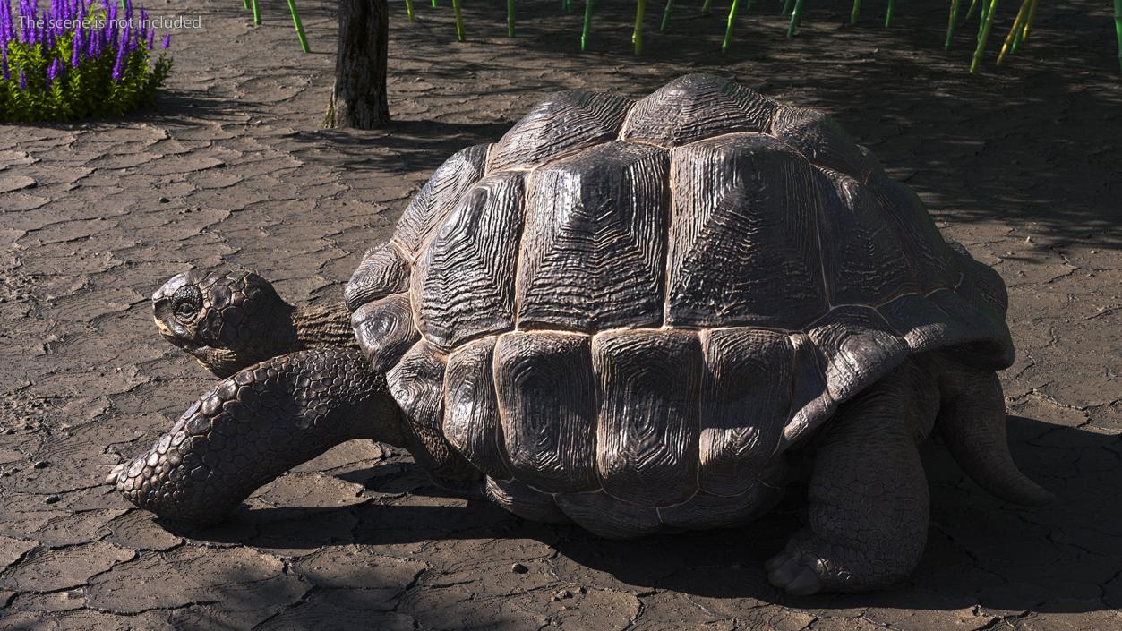 3D Giant Turtle Lying Down Pose model