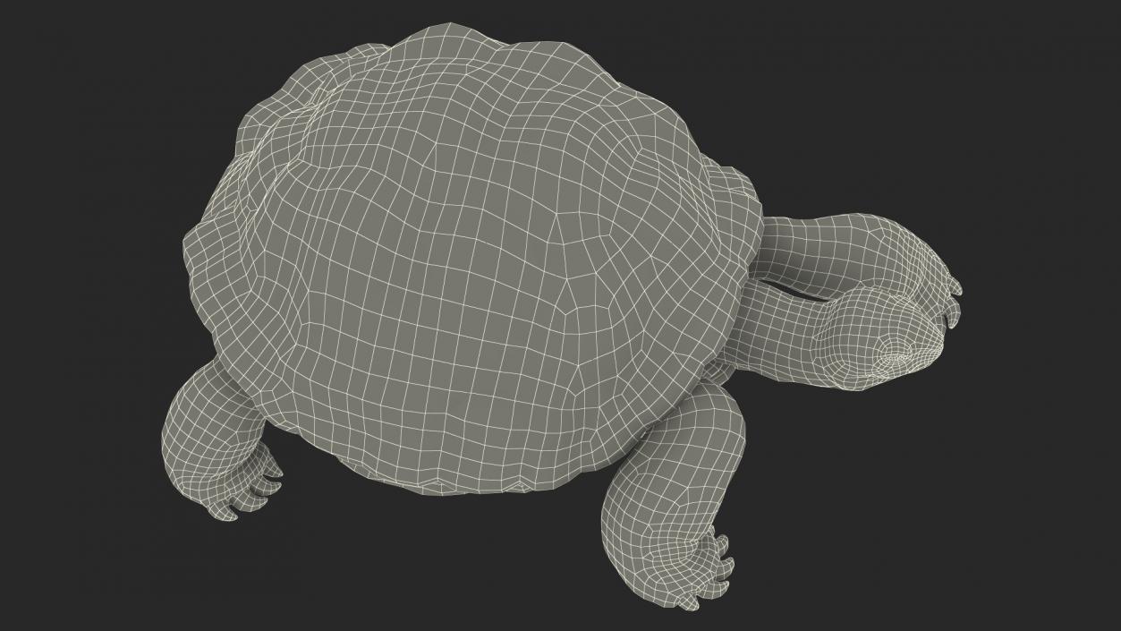 3D Giant Turtle Lying Down Pose model